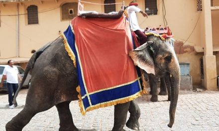 Retire Amer Fort Elephants and End Rides, Pleads World Animal Protection on Occasion of World Wildlife Day