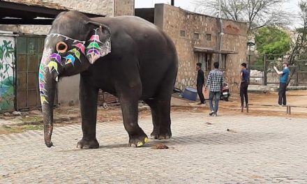 World Animal Protection Calls on Rajasthan Chief Minister to End Elephant Rides at Amer Fort on World Elephant Day