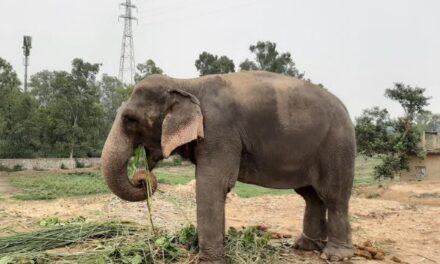 World Animal Protection Approaches Prime Minister to Prevent Elephant Transfer to Delhi from Assam