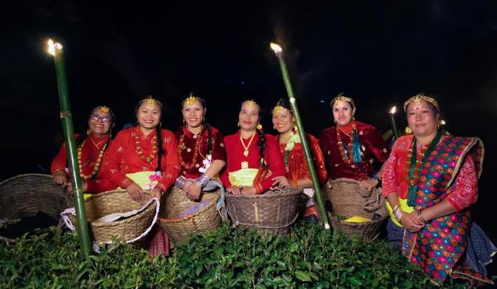 Okayti Tea Estate Completes Enchanting Moonlight Plucking in Darjeeling’s Iconic Tea Gardens