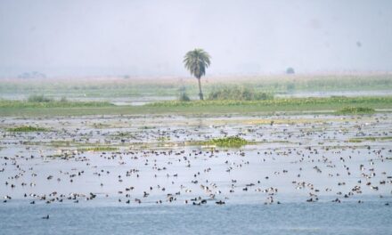 World Wetlands Day: The Art of Living Safeguards Nature’s Lifelines