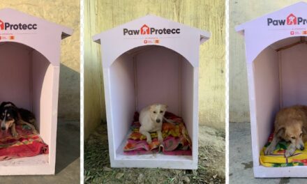 Mars Petcare and Swiggy Instamart Expand Efforts to Provide Winter Shelters for Community Dogs