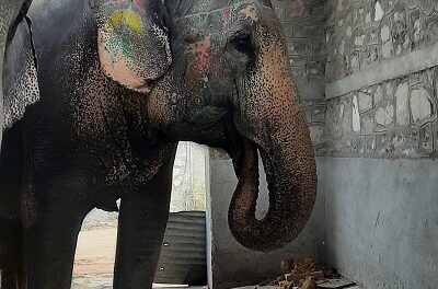 Elephant Rehabilitation Can Set Example for Captive Facilities, says World Animal Protection on Occasion of World Wildlife Day