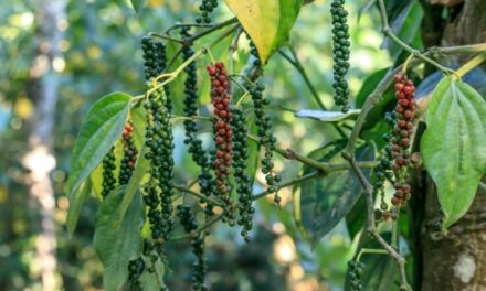 India’s Black Pepper Market Faces Supply Challenges Amid Climate Change and Unorganised Trade