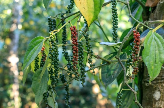 India’s Black Pepper Market Faces Supply Challenges Amid Climate Change and Unorganised Trade