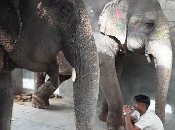Responsible Human Behaviour Needed to Protect Animals, says World Animal Protection on World Environment Day