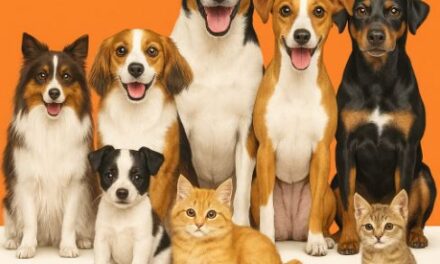 Universal Sompo Extends Insurance Coverage to Pets