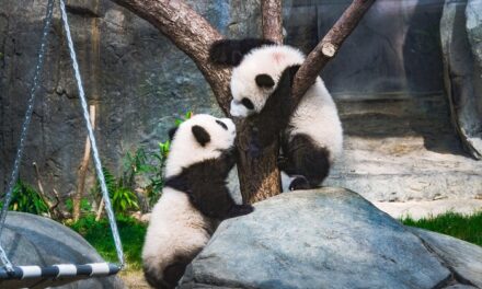 Hong Kong Throws City-Wide First Birthday Party for its Much-Loved Panda Twins