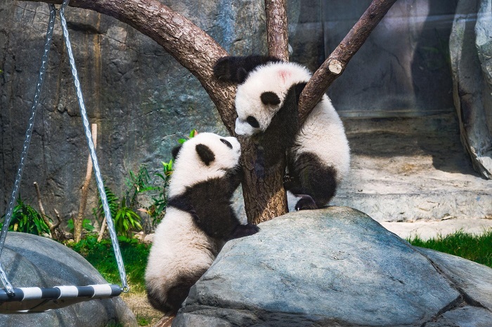 Hong Kong Throws City-Wide First Birthday Party for its Much-Loved Panda Twins