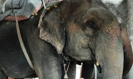 Begin the Process of Retiring Elephants in Jaipur, says World Animal Protection on the Occasion of World Elephant Day