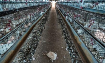 World Animal Protection Welcomes National Action Plan-AMR 2.0 and Calls for Improved Animal Welfare to Curb Misuse of Antibiotics in the Animal Farming Sector