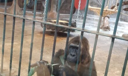 World Animal Protection Calls for Enhanced Institutionalized Protection of Animals