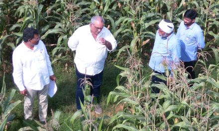 ICAR–IIMR and Gourmet Popcornica Collaboration Paves the Way for an Aatmanirbhar Popcorn Maize Ecosystem
