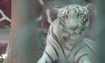 Wild Animals are not Entertainment, Reiterates World Animal Protection