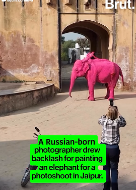 Spare Human Whims on wild Animals, Says World Animal Protection