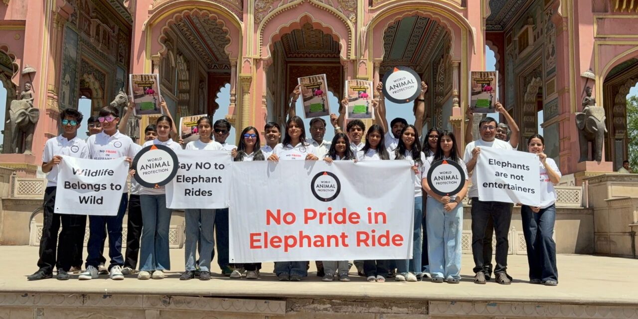 World Animal Protection Calls for End to Elephant Rides Everywhere on Occasion of Save The Elephant Day