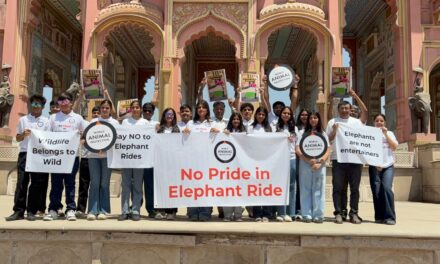 World Animal Protection Calls for End to Elephant Rides Everywhere on Occasion of Save The Elephant Day