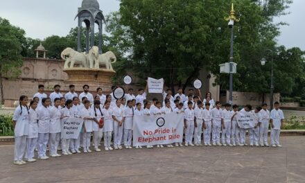 World Animal Protection Appeals to Chief Minister of Rajasthan to End Elephant Rides on Occasion of World Elephant Day