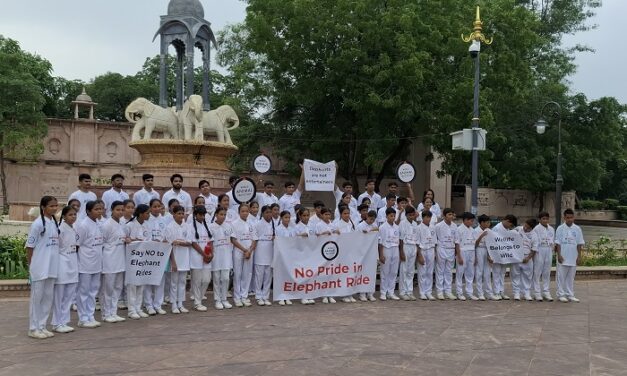 World Animal Protection Appeals to Chief Minister of Rajasthan to End Elephant Rides on Occasion of World Elephant Day